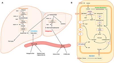 Nutritional Ketosis as a Potential Treatment for Alcohol Use Disorder